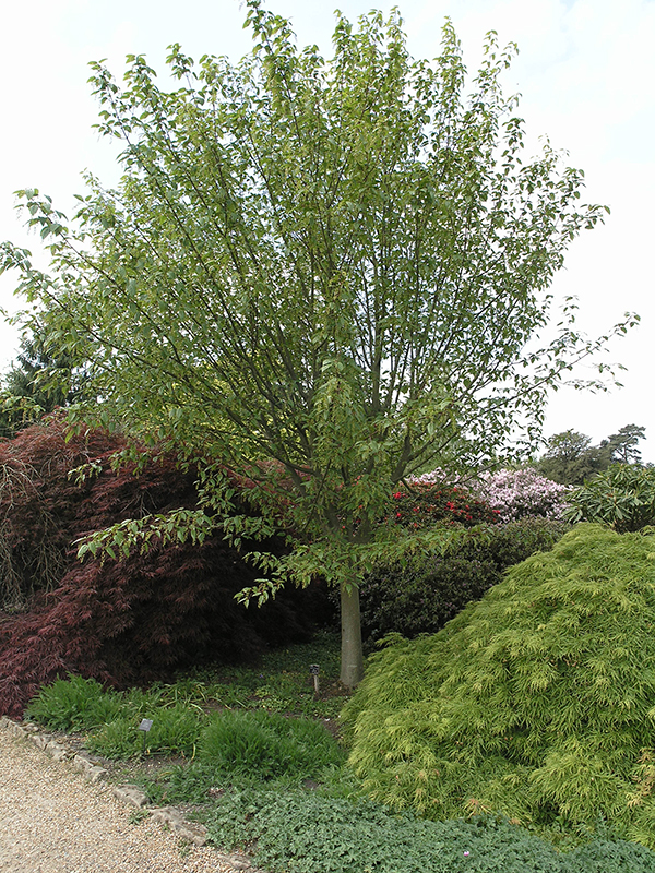 A mature tree at at the Royal Botanic Gardens, Wakehurst Place, England.